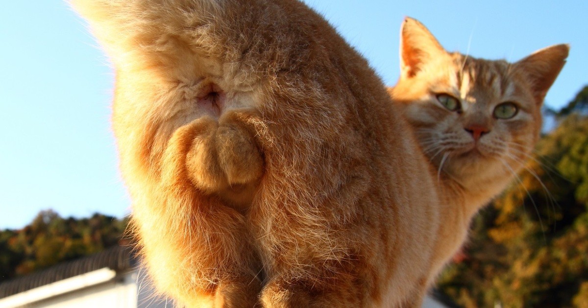 夕刊紙「日刊ゲンダイ」が猫の特集号「ニャンダイ」作ったワケ 予想外