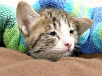 結膜炎で目が開けられな（画像提供：たちつてとさん）