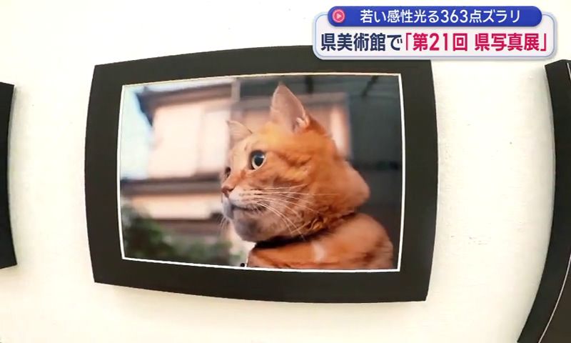 高校生の視点や思いを映した写真363点 スマホの普及で作品にも変化