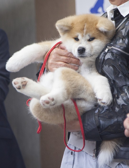 生後3カ月で18キロの秋田犬が「デカかわいい」と話題 どこまで大きく