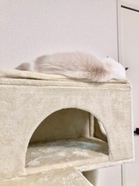 この体勢から寝返りを打って落ちることもあるらしい