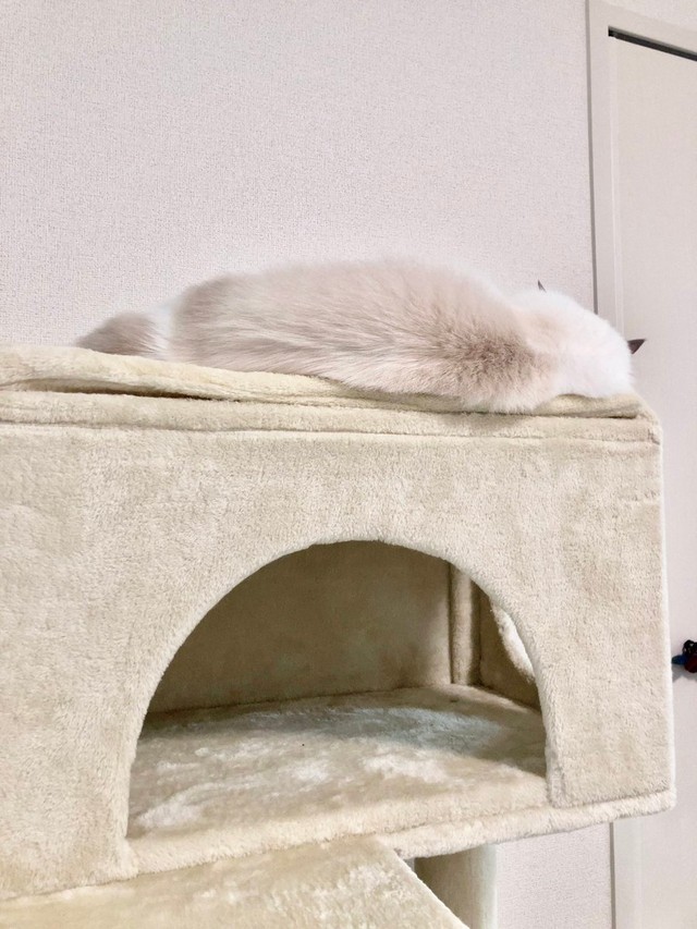 この体勢から寝返りを打って落ちることもあるらしい