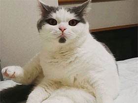 脚を上げてお腹のお手入れ真っ最中　ブリショの「レイ」