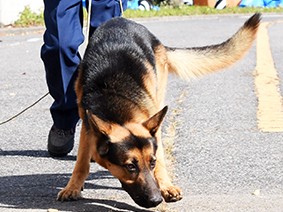 遺留品から犯人の手がかりを探せ！…嘱託警察犬の審査会