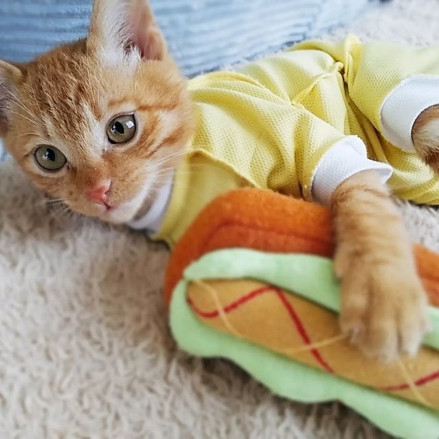 子猫時代、初めての蹴りぐるみは犬のおもちゃだった