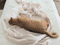 シングルベッドの上ですやすや眠る（左から）あきらちゃん、みのるちゃん（画像提供：emy@保護猫とレオパと平屋一人暮らし）