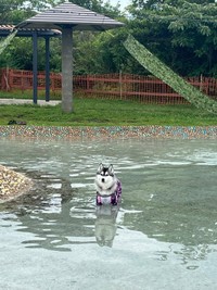 「だれなでてるの？」 プールに入ったまま飼い主さんたちを見つめるロベルタちゃん（画像提供：Pさん）
