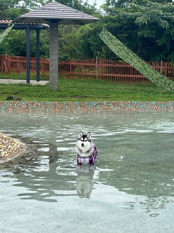 「だれなでてるの？」 プールに入ったまま飼い主さんたちを見つめるロベルタちゃん（画像提供：Pさん）