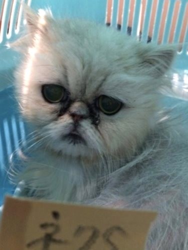 保護された時は薄毛でした（早坂さん提供）