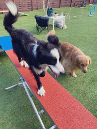 保護されるまでずっと鎖に繋がれっぱなしだった＝麻実さん（@mami_wmyco）提供