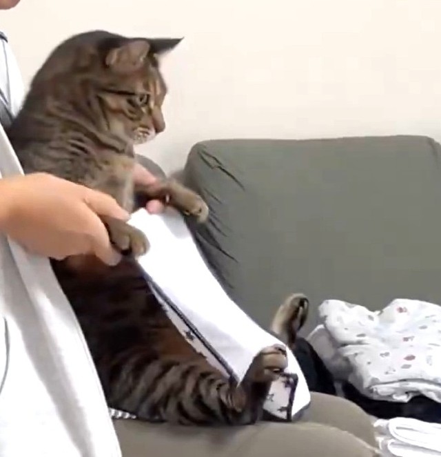 お手伝いしてもらいます（なみおさん提供、Xよりキャプチャ撮影）