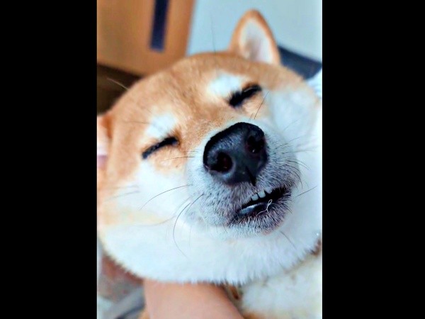 眠気に抗うことはできず、気持ち良さそうに寝たすずちゃん（画像提供：入間川いぬ散歩会さん）