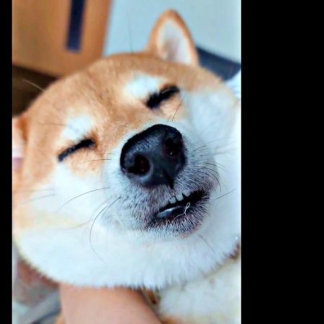 眠気に抗うことはできず、気持ち良さそうに寝たすずちゃん（画像提供：入間川いぬ散歩会さん）