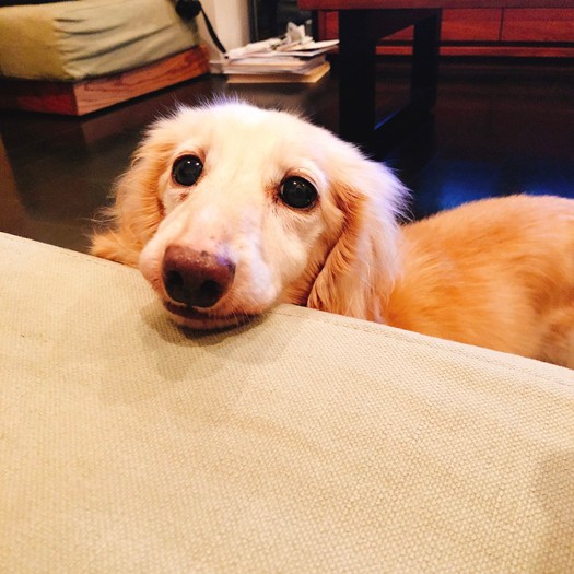 労務担当西川さんの愛犬れん。在宅作業をしながら看病した経験がある（エウレカ提供）