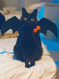 去年のハロウィンの時に投稿された写真。黒い翼がクール（画像提供／黒猫のこねろくさん）