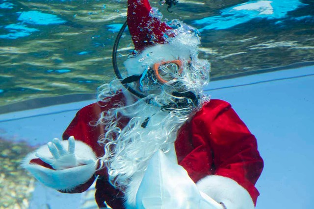 ペンギン水槽のサンタダイバー。ヒゲが長くて視界の妨げにも