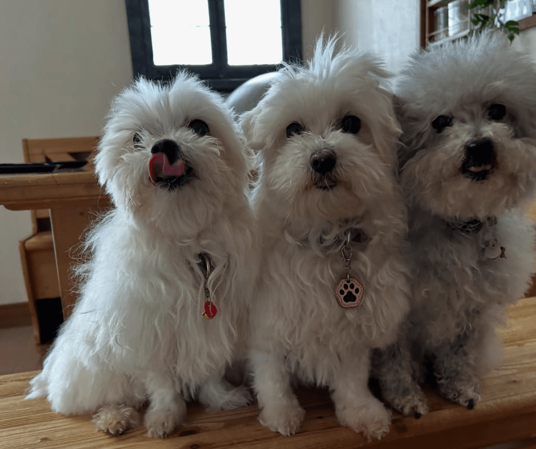 シャリの妖精ご家族