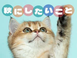 秋にしたいこと