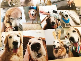 ゴールデンレトリバーの「あるある」に共感！　笑って泣ける『エフ漫画』新刊発売