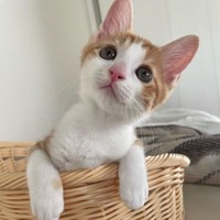 お家に迎えて3日目。すっかり慣れている。