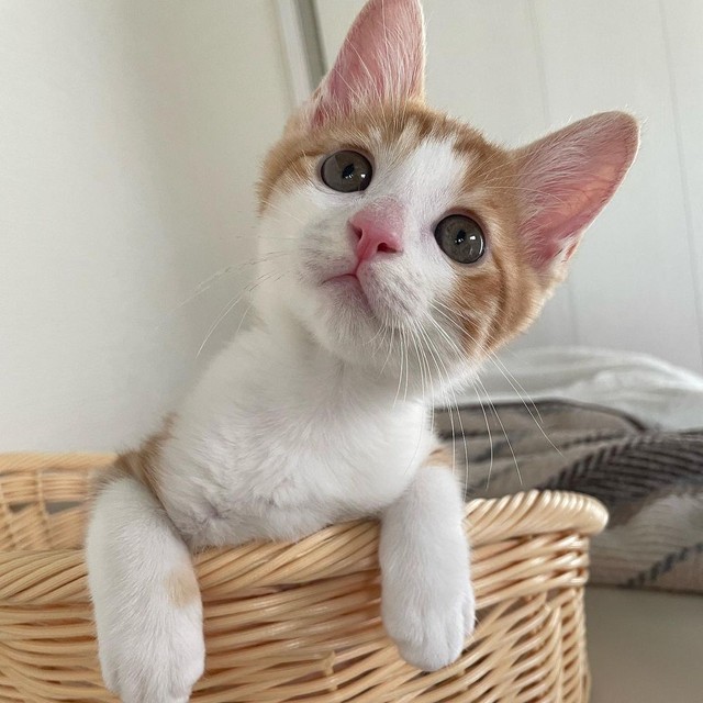 お家に迎えて3日目。すっかり慣れている。