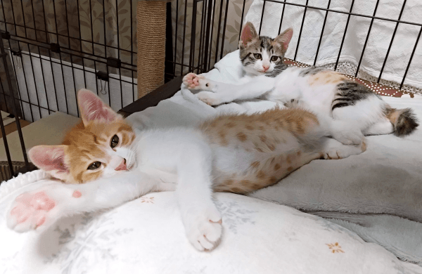 ケージで寝そべる（手前）せんじゅちゃん、（奥）もんじゅちゃん（画像提供：ミロカノさん）