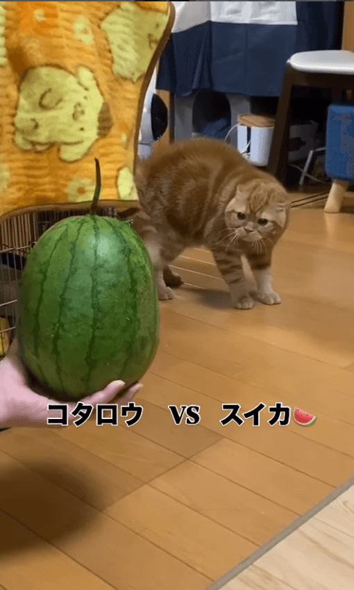 「ナオナオナオ～！」不思議な鳴き声に爆笑／画像提供：飼い主さん