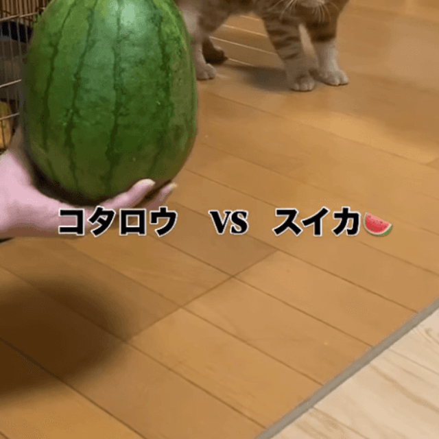 「ナオナオナオ～！」不思議な鳴き声に爆笑／画像提供：飼い主さん