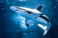 カマストガリザメ。八景島シーパラダイスにて撮影 ※α-🦈さん提供
