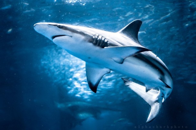 カマストガリザメ。八景島シーパラダイスにて撮影 ※α-🦈さん提供