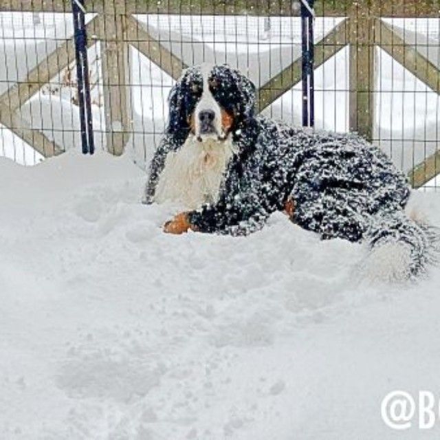 デッキ上に座って雪を楽しむボスくん（画像提供：ボスちんさん）