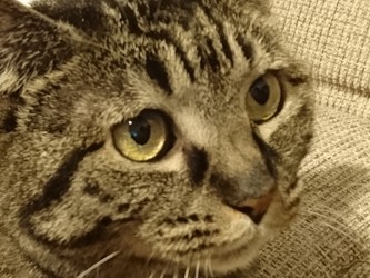 空気を読み過ぎる猫　号泣する飼い主にそっと寄り添い、翌日まで