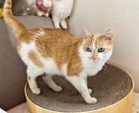 爪研ぎボウルにおさまるカランちゃん（画像提供：かもぴさん）