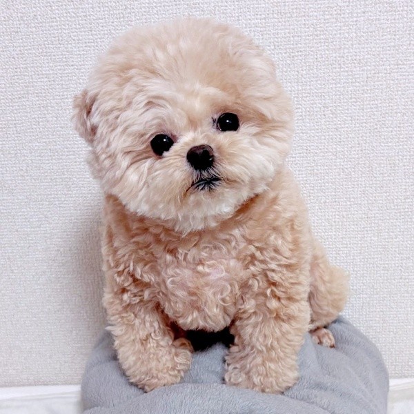 ふわもふのシルエットが愛らしいふわちゃん（画像提供：ふわパパさん）