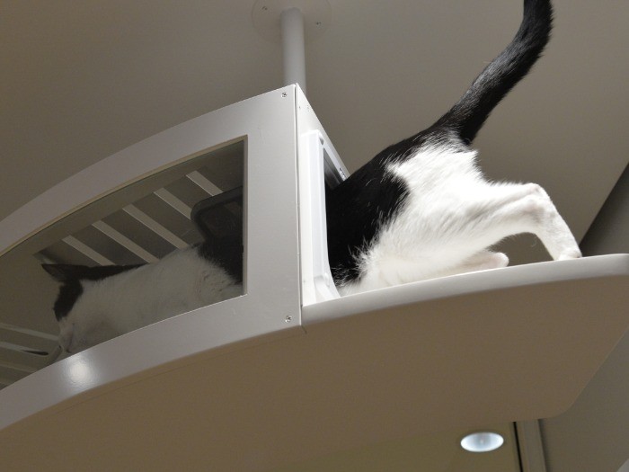 「ごはんの時間だ、戻らねば」