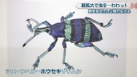 シェーンヘラーホウセキゾウムシ