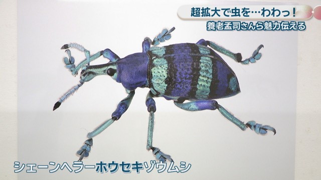 シェーンヘラーホウセキゾウムシ
