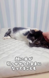 顔を洗ったりしても顔に手が引っ掛かってしまうことも（かごねこさん提供、Instagramよりキャプチャ撮影）