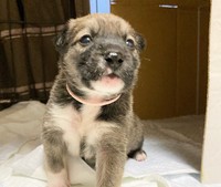 生まれて間もない頃のボン。まだ耳は立っていませんが…