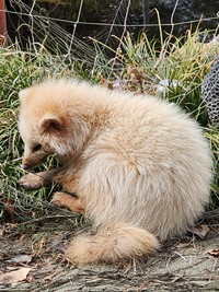 横顔を見て野生動物だと気づいたという。クリーム色の毛並みが特徴的／秋田犬さん（@gin20200122）提供