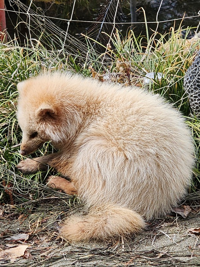 横顔を見て野生動物だと気づいたという。クリーム色の毛並みが特徴的／秋田犬さん（@gin20200122）提供