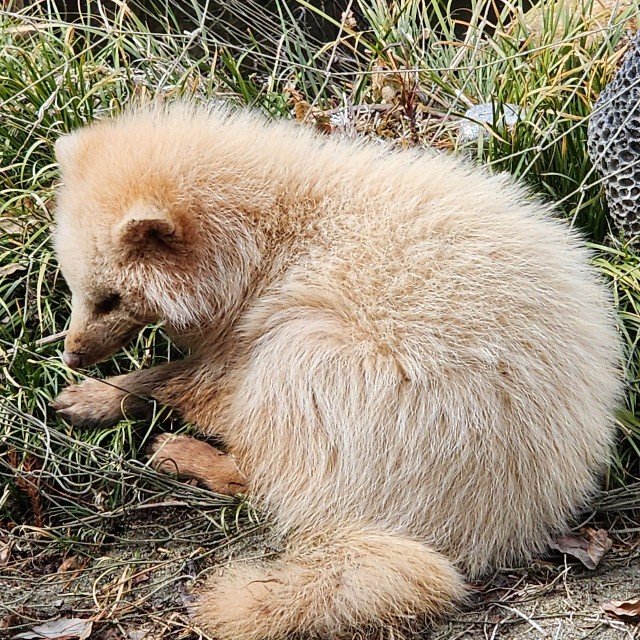 横顔を見て野生動物だと気づいたという。クリーム色の毛並みが特徴的／秋田犬さん（@gin20200122）提供