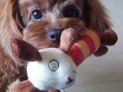 ドッグフードを食べない愛犬　別の獣医から衝撃の意見が…！