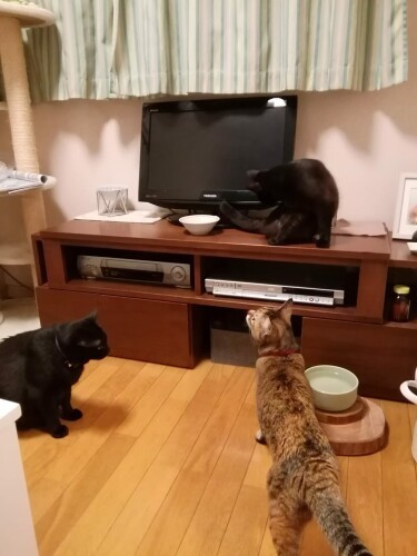 子どもと離れたけど、新たな友達ができました（雅子さん提供）