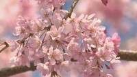 福島県の三春滝桜の苗木を譲り受けて育てた