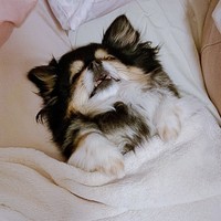 飼い主さんたちの間ですやすやーー小さな子どものようなみつばちゃん（画像提供：みつばさん）