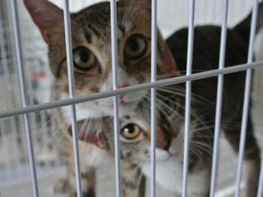 被災した犬猫の収容限界、進まぬ譲渡　熊本県動物管理センター