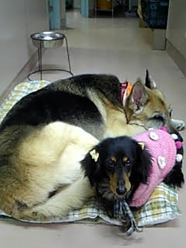 エメラルドことエメちゃんと、いつもくっついて寝る姿に、スタッフも癒やされた（望月さん提供）