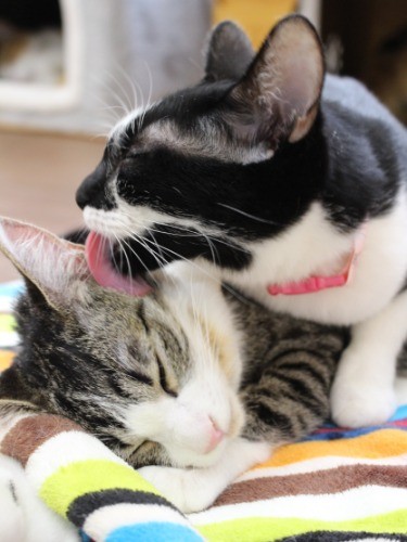 ちゃんに毛づくろいしてあげる星（右）
