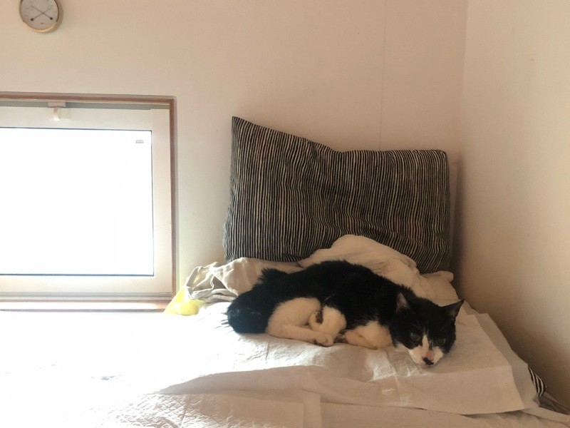 ベッドにペットシーツとホットマットを敷いています